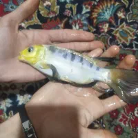 ماهی کوئی|ماهی|زابل, |دیوار