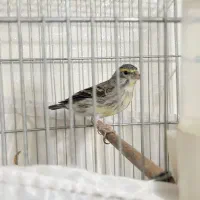 یاسمین قناری ماده