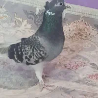 کفتر دم سفید و ساده