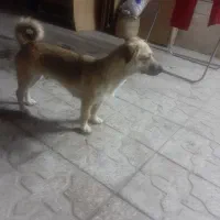 سگ اشپیتز چهارراه پگاه پیدا شده