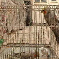 عروس هلندی نر و ماده