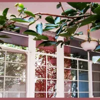 امیر آباد شمالی گرد آفرید۱۱۴ بر۶ شمالی