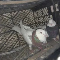 کبوتر طوقی|پرنده|ابهر, |دیوار