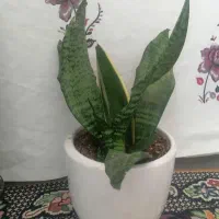 گل سانسوریای کراواتی بهمراه اشانتیون