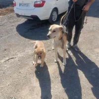 حیوانات|سگ|رباط‌کریم, شهرک صنعتی زواره‌ای|دیوار