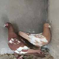 جفت میولمنز اصل