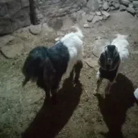 دوارس بزغاله نر