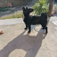 سگ دورگه باهوش