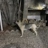 سگ نگهبان یا به عنوان سگ خانگی نگهداری کرد|سگ|کرج, گلشهر|دیوار