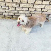 سگ اشپیتز تریر|سگ|اصفهان, قائمیه|دیوار