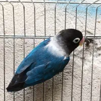 کوتوله برزیلی نر بالغ آماده جفت مست