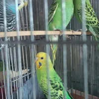 مرغ عشق|پرنده|سمنان, |دیوار