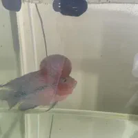 ماهی فلاور هورن اصل|ماهی|شهرکرد, |دیوار