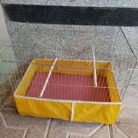 لوازم پرنده|لوازم جانبی حیوانات|ابرکوه, |دیوار