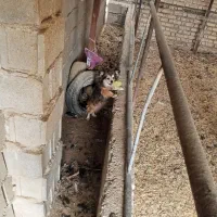 سگ پامرانین|سگ|داراب, |دیوار