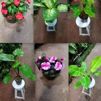 انواع گل های اپارتمانی قیمت مناسب