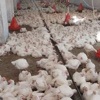 مرغ گوشتی زنده و پاک شده سنگین وزن تولید گیلان