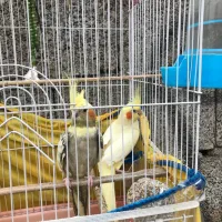 طوطی عروس نر ماده