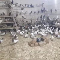 انواع کبوتر|پرنده|سنندج, |دیوار