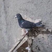 پلاکی خوب|پرنده|تبریز, |دیوار