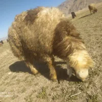 فروش کهره وبره|حیوانات مزرعه|مرودشت, محمد آباد|دیوار