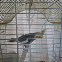 عروس هلندی  مرغ عشق