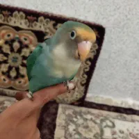 فروش طوطی برزیلی باقفس