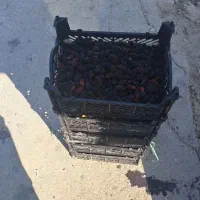 حراج توت سیاه