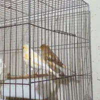 سه جوجه قناری یک ساله تن نخورده|پرنده|تهران, مخصوص|دیوار