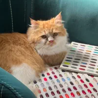 گربه