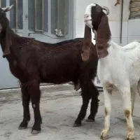 بزشیری وچوش چاق