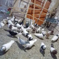 30تا طوقی و ...