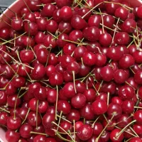 آلبالو فرنگی قوچان