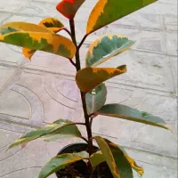 گل و گیاه|گل و گیاه طبیعی|دهدشت, |دیوار