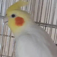 مرغ عشق انگلیسی غول و عروس و کوتوله