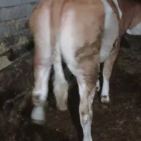 گاو گوساله گوشتی|حیوانات مزرعه|نظر کهریزی, |دیوار