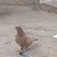 کله ای در هویزه