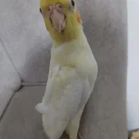 عروس هلندی 30 روزه|پرنده|نمین, |دیوار