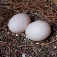 تخم کبوتر نقش ( بلژیکی)