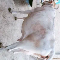گاو جرسی با گوساله ماده