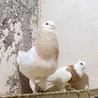 مامی،ریحانی،سوری،نر جوانه اصیل کله هما