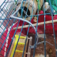 مرغ عشق با تخم