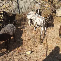 بز بزغاله گوسفند بره|حیوانات مزرعه|هشتگرد, ایقربلاغ|دیوار