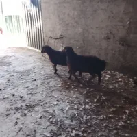 دو بره نر سالم بشرط