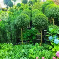 خدمات باغبانی تعویض خاک گلدون صفرتاصدگل کاری