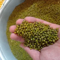 مواد غذایی