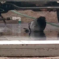 کبوتر سبز گم کردم