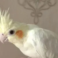 جوجه عروس هلندی گم شده