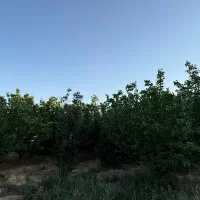 فروش باغ و زمین در بافت