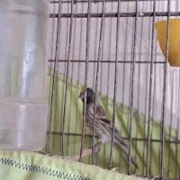 گلبسر جوجه قفس ۳ساله